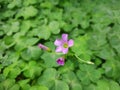 Oxalis articulata, known asÃÂ pink-sorrel pink windowbox wood-sorrel,ÃÂ Chari amilo,sourgrass,Netho saagÃÂ & x28;India& x29;